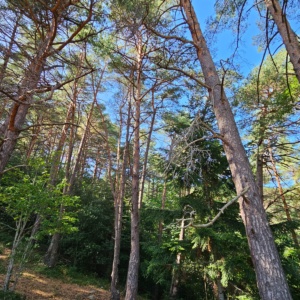 IMG-20241126-WA0043